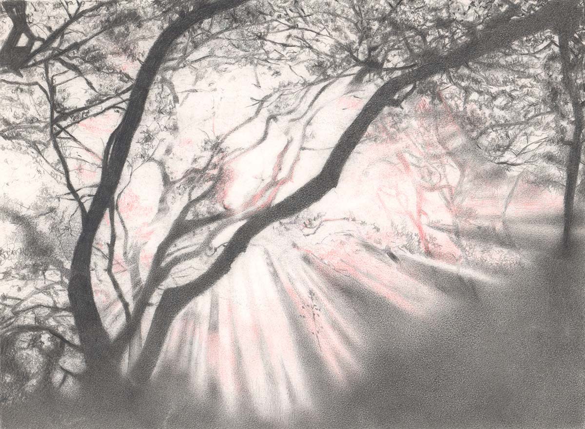 Light Rays coming through the trees