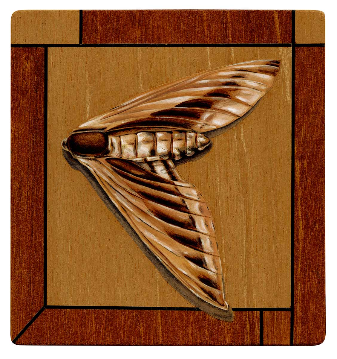 a moth on a wooden background